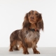 Tickless Mini Dog dobíjecí ultrazvukový odpuzovač klíšťat a blech bílý