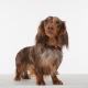 Tickless Mini Dog dobíjecí ultrazvukový odpuzovač klíšťat a blech růžovozlatý