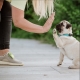 Tickless Mini Dog dobíjecí ultrazvukový odpuzovač klíšťat a blech růžovozlatý