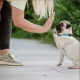 Tickless Mini Dog dobíjecí ultrazvukový odpuzovač klíšťat a blech tmavě modrý