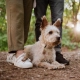 Tickless Pet ultrazvukový odpuzovač klíšťat a blech černý