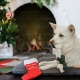 Vánoční hračka pro psy P.L.A.Y. ponožka s překvapením 29 cm